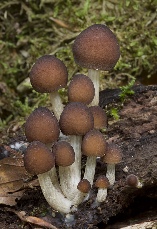 Pluteus phlebophorus